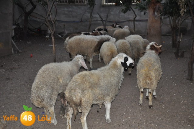 kharoof83111 (5).JPG